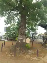 龍泉寺（足利厄除大師）(栃木県)