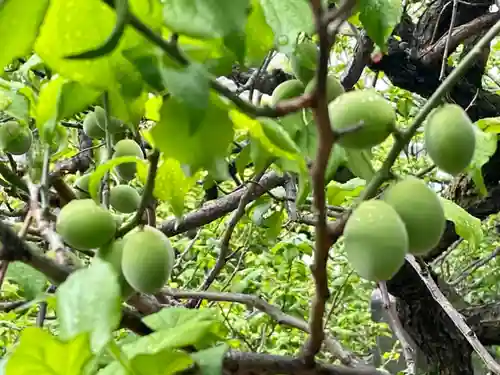 湯島天満宮の自然