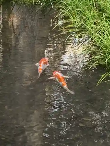 河合神社（鴨川合坐小社宅神社）(京都府)
