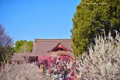 亀戸天神社(東京都)
