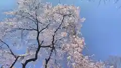 平野神社の自然