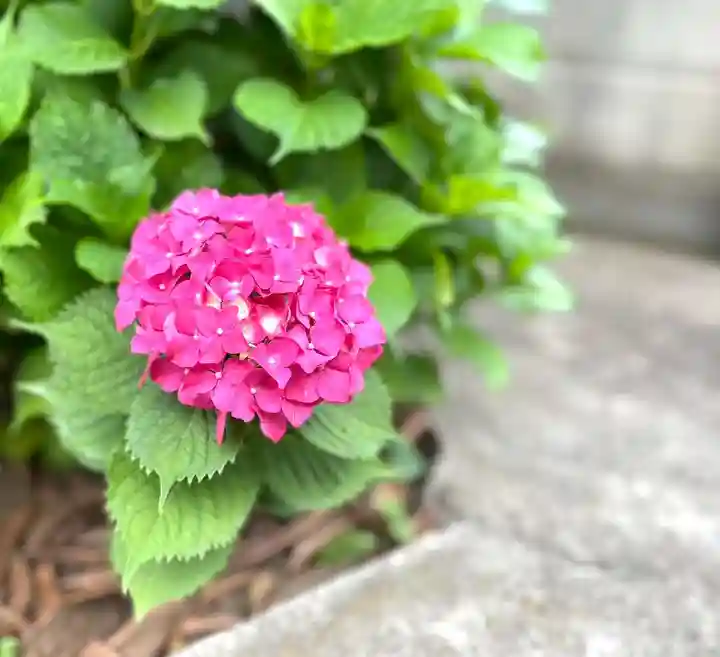 福王山 慈眼寺の自然