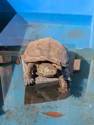 下谷神社(東京都)