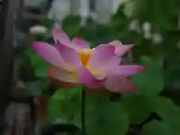 極楽山 浄土寺の自然