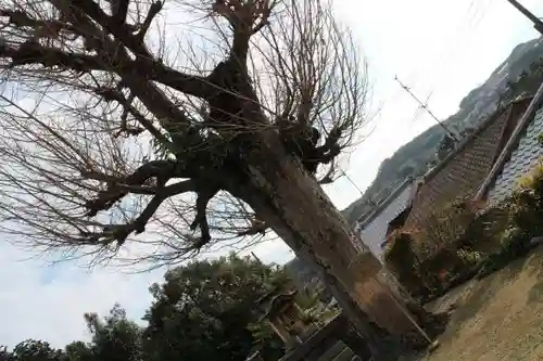 橋寺 放生院の自然