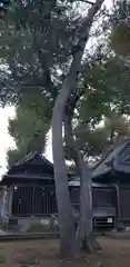 天祖神社の自然