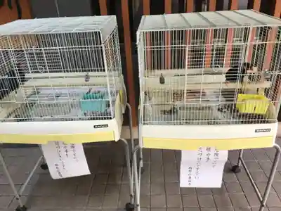 善福寺の動物