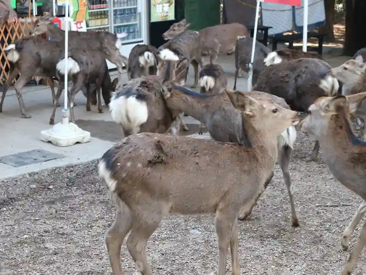 春日大社の動物
