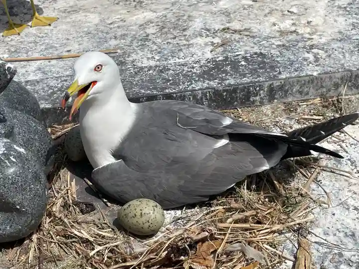 蕪嶋神社(青森県)