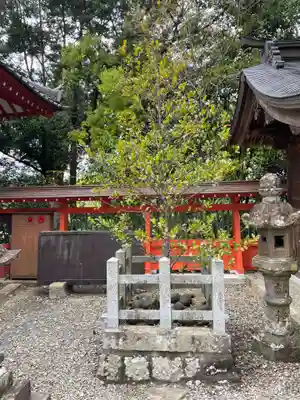 柏原八幡宮(兵庫県)
