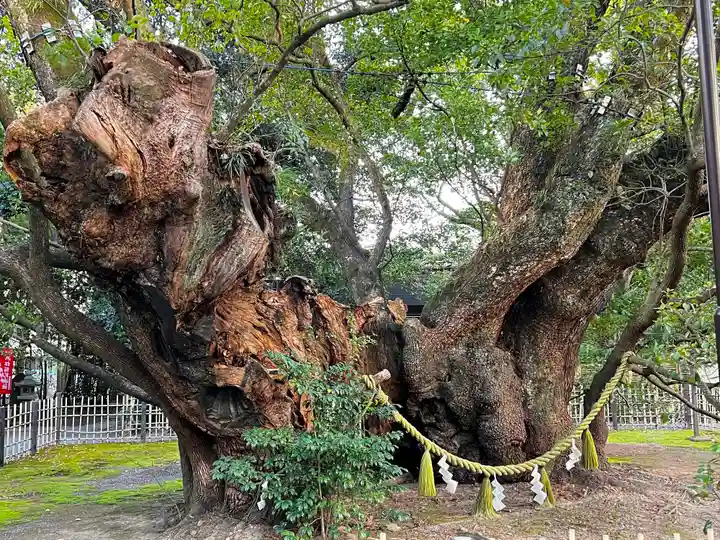 浜松八幡宮の自然