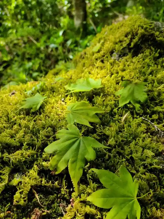 石都々古和気神社の自然