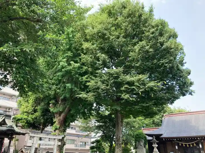 厚木神社の自然