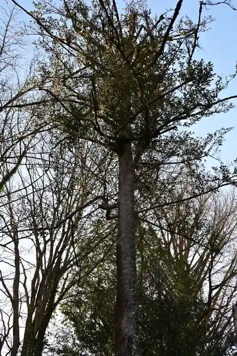 三ケ所神社(宮崎県)