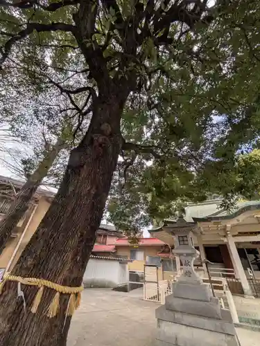 荻窪白山神社(東京都)