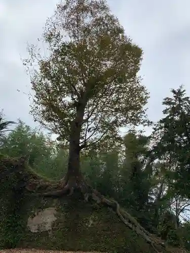 熱田神社の自然