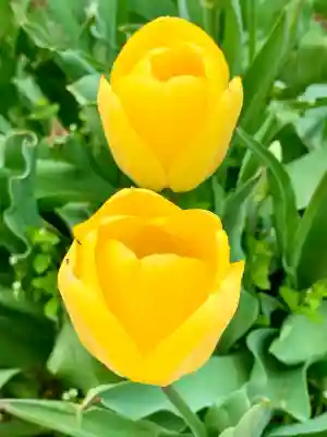 和光神社(宮城県)