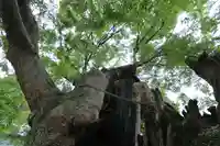 阿邪訶根神社の自然