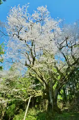 風巻神社奥社の自然