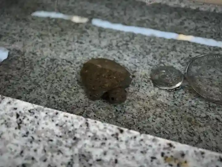 亀有香取神社(東京都)