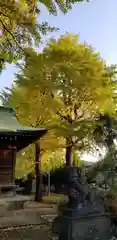 高木神社の狛犬