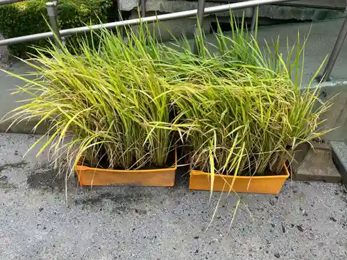 七郷神社(埼玉県)