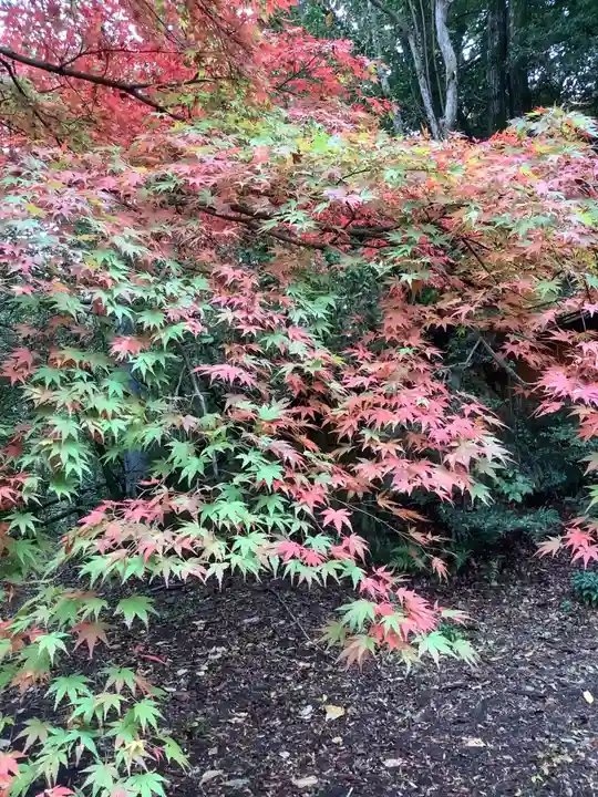 玉野御嶽神社の自然