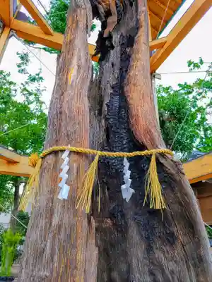 西八龍社の自然