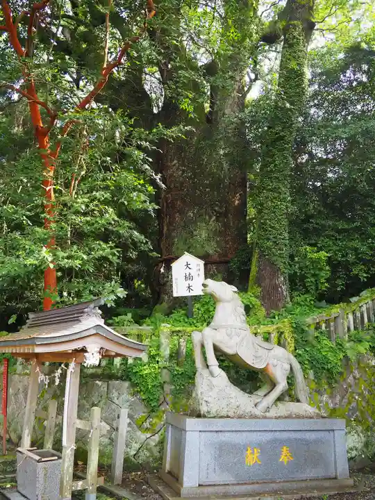 八幡朝見神社の自然