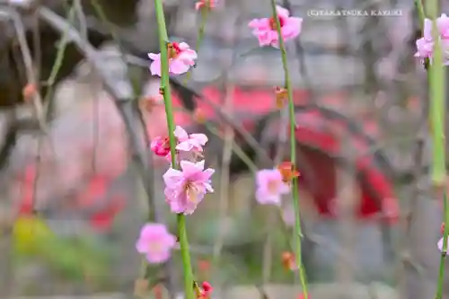 亀戸天神社(東京都)