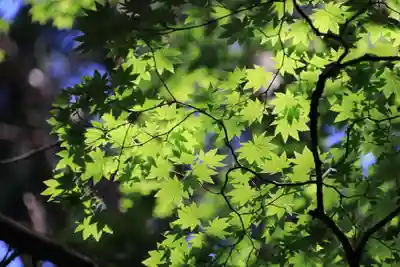 多賀神社の自然