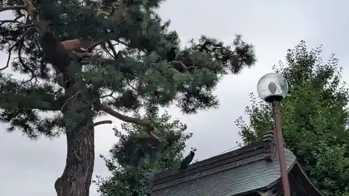 帯広別院の動物