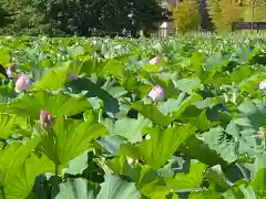 寛永寺不忍池弁天堂(東京都)