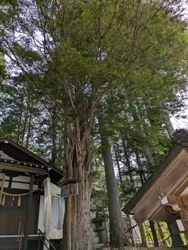 白山神社(岐阜県)