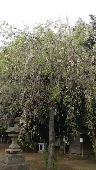 伏木香取神社の自然