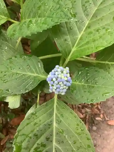 清洲山王宮　日吉神社の自然