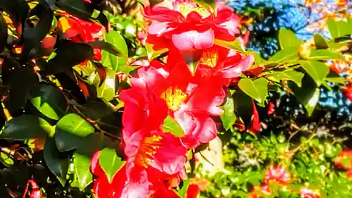 十所社（九之坪）の自然