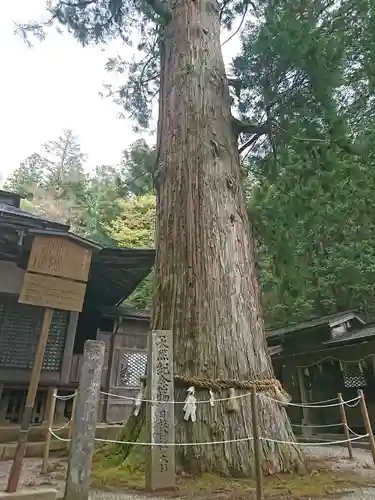 日枝神社の自然