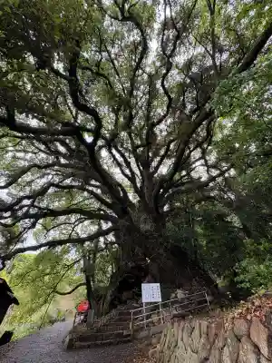 大山祇神社奥の院 生樹の御門(愛媛県)