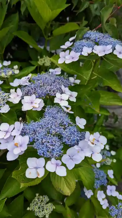 大松禅寺の自然