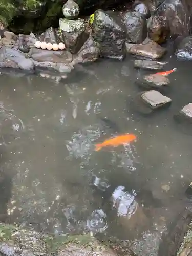 來宮神社の動物