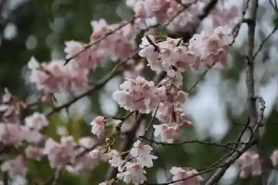 開成山大神宮の自然