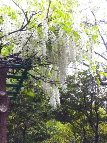 阿智神社の自然