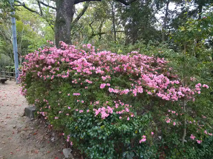 阿智神社の自然