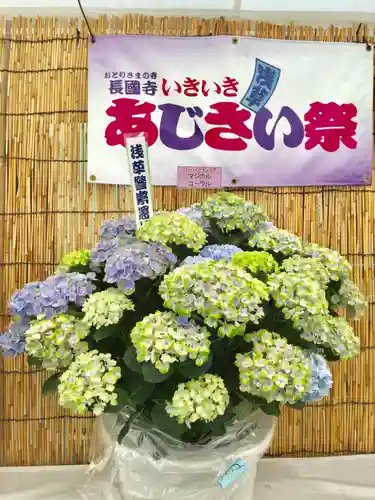 長國寺のお祭り