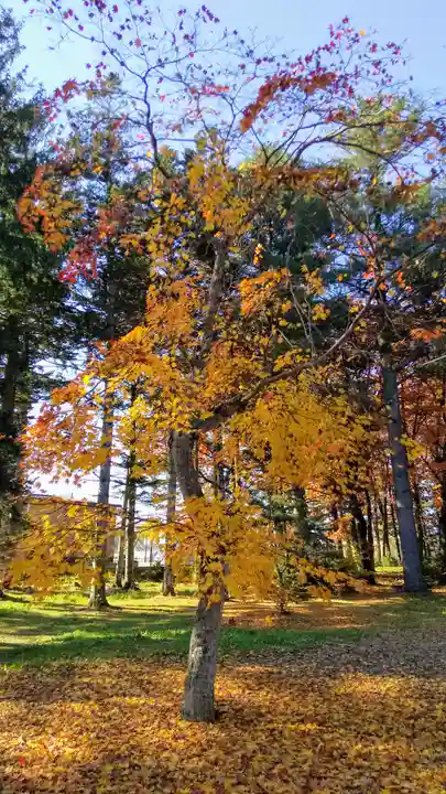 芽室神社の自然