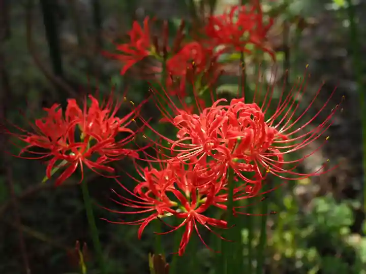 今市報徳二宮神社の自然