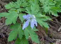 湯坐神社 (薬師神社)(山形県)