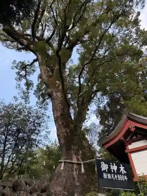 鹿児島神宮(鹿児島県)