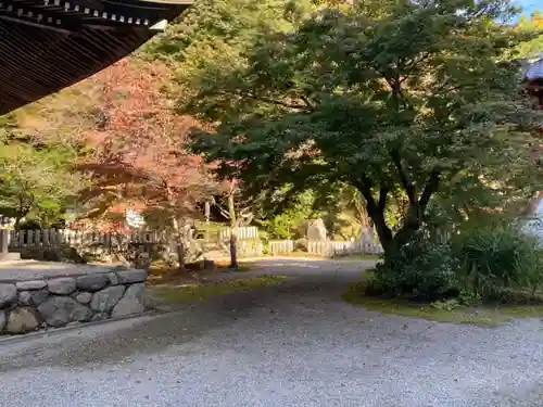 新大佛寺の自然